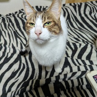 家の事情で飼えなくなりました