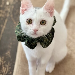 甘え方が胸きゅん、性格はなまるのアモーレ