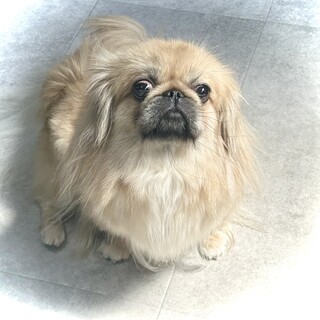 ［募集停止中］ペキニーズ女の子 5歳 