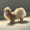 ［募集停止中］ペキニーズ女の子 5歳  サムネイル2