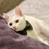 甘え方が胸きゅん、性格はなまるのアモーレ サムネイル3