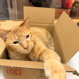 甘えん坊のまろんくん