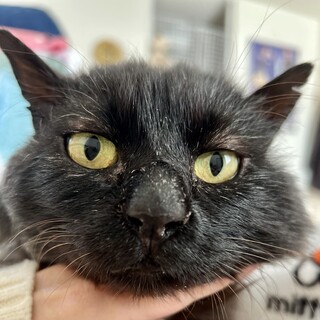 ふわふわ毛長のシリウス・ブラック