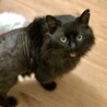 ふわふわ毛長のシリウス・ブラック サムネイル2