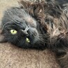 ふわふわ毛長のシリウス・ブラック サムネイル4