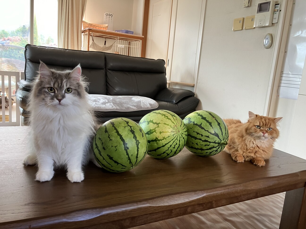 メル サムネイル4