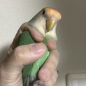 コザクラインコの親子