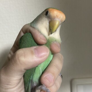 コザクラインコの親子