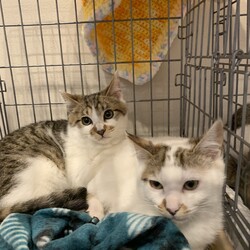 ねこの譲渡会＠京田辺市 サムネイル2