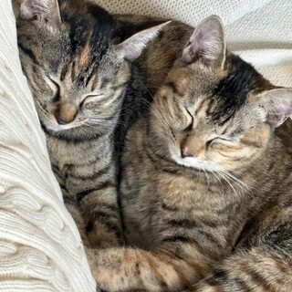 【2/22三田】初心者お留守番OK飼いやすい姉妹