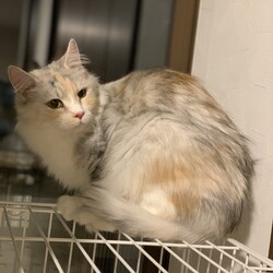 ねこの譲渡会＠京田辺市 サムネイル3