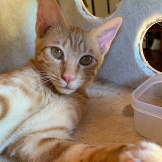 フレンドリーで甘えん坊のベガくん⭐︎