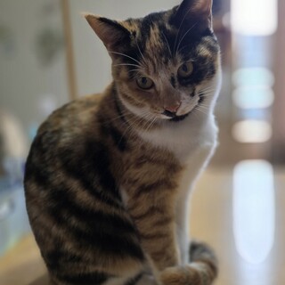 ツンデレ系、ちょっとおドジなカエデちゃん