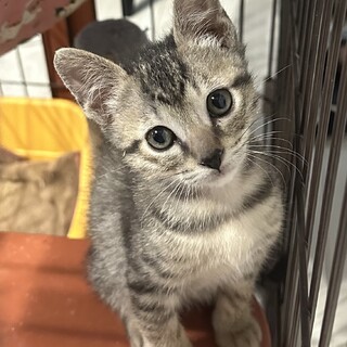 失明しかけていた兄妹いまやワンパク真っ盛り！