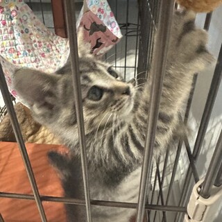 失明しかけていた兄妹いまやワンパク真っ盛り！