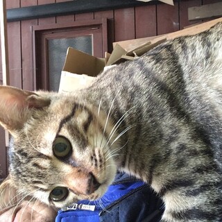 生後６ヶ月の子猫里親募集