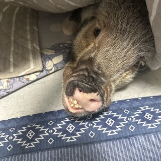 マイクロブタの3歳の女の子です。