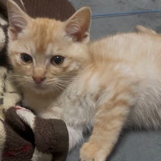 ひじりくん／人懐っこいです