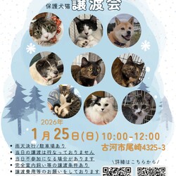 保護犬猫☻譲渡会 ＠古河市