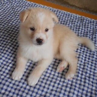 人懐っこいチロ君