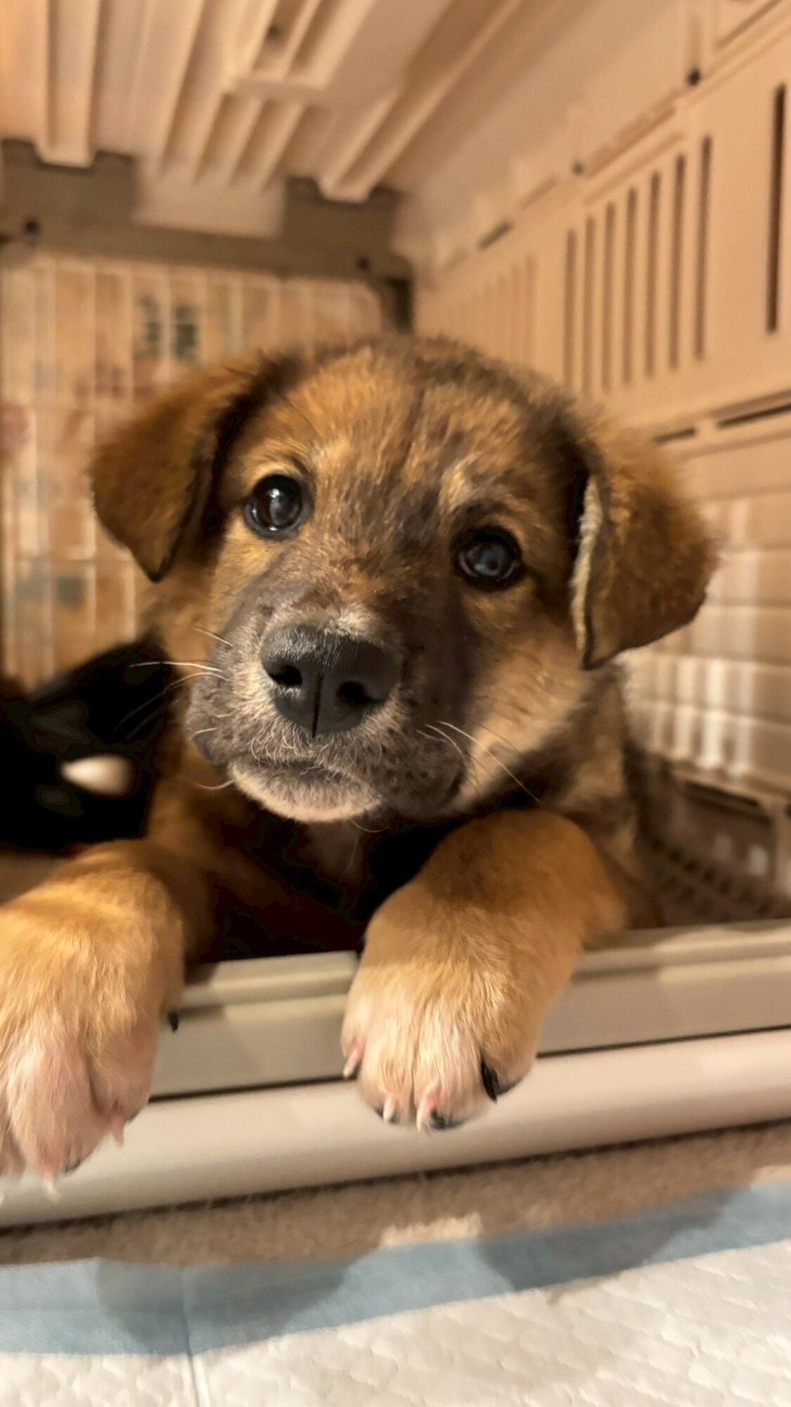 ケセランパセランを纏った」神奈川県 - 犬の里親募集(534354