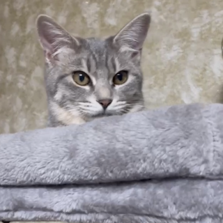 山羊髭が可愛いサバトラ『ヒーちゃん』3姉妹❣️