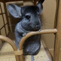 急募！人懐こいチンチラ３歳オス