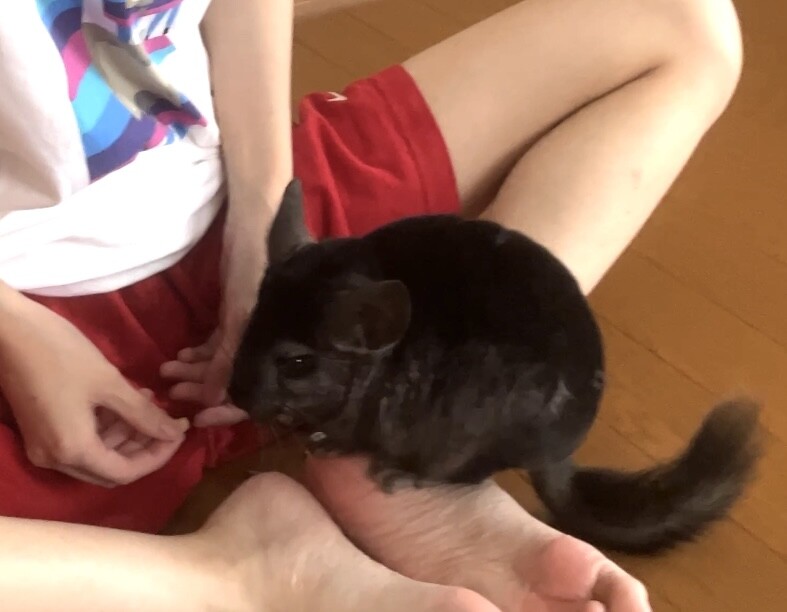 急募！人懐こいチンチラ３歳オス サムネイル2