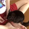 急募！人懐こいチンチラ３歳オス サムネイル2