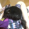 急募！人懐こいチンチラ３歳オス サムネイル3