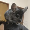 急募！人懐こいチンチラ３歳オス サムネイル4