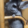 急募！人懐こいチンチラ３歳オス サムネイル5