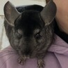 急募！人懐こいチンチラ３歳オス サムネイル6