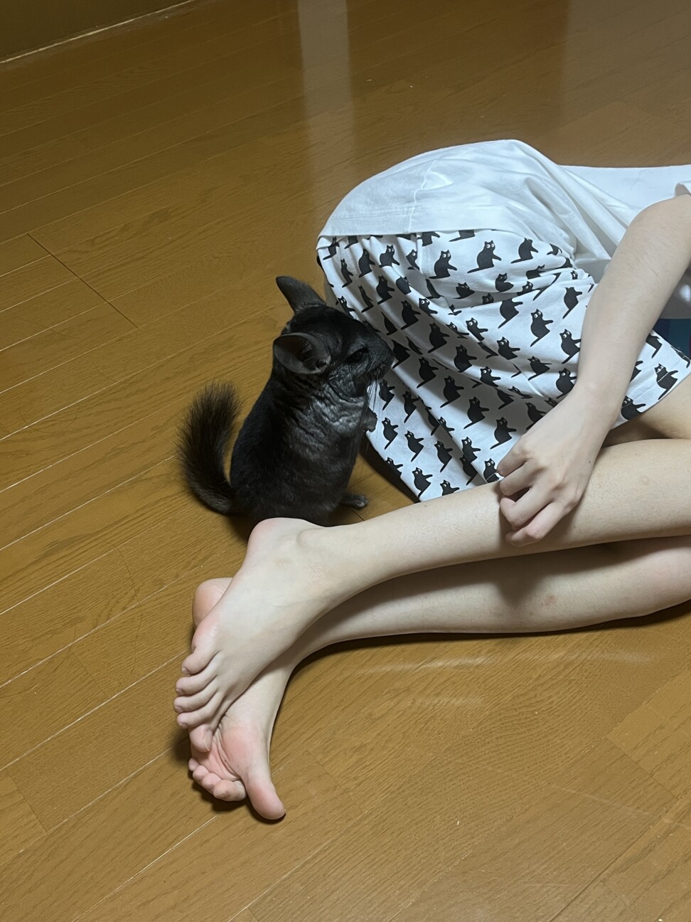 急募！人懐こいチンチラ３歳オス サムネイル7