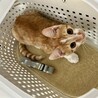 去勢手術完了⭐︎天真爛漫茶白のイケニャンくんです♡ サムネイル2