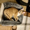 去勢手術完了⭐︎天真爛漫茶白のイケニャンくんです♡ サムネイル4