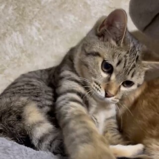 キジトラ『ミーちゃん』3姉妹❣️