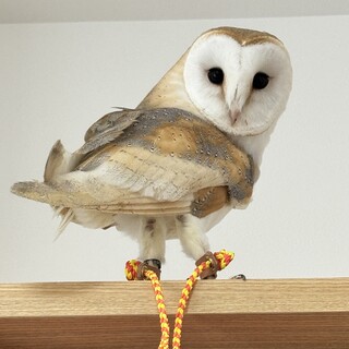 メンフクロウ(相談中)