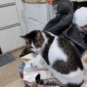 急募！