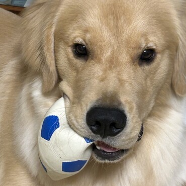 ボール、大好き