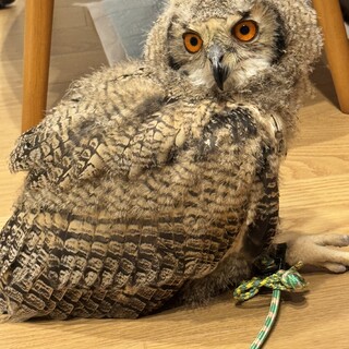 ベンガルワシミミズク(相談中)