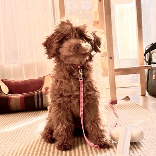 【募集一時停止】生後4月のパピー（子犬）です