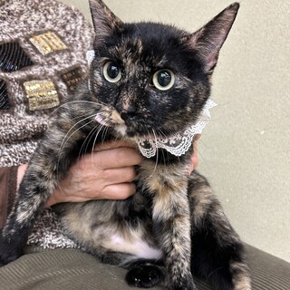 ��l�����ėǂ��q���T�r�D���Ɂ􂳂��炿���