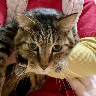 スーパー甘えん坊