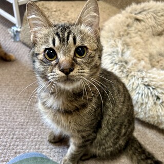 �z�C�Ŋ�����Ȓj�̎q���R�R�A�@