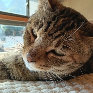 穏やかで甘えん坊な麦わら猫3歳 女の子