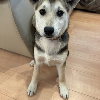 おとなしくおっとりなソルちゃん