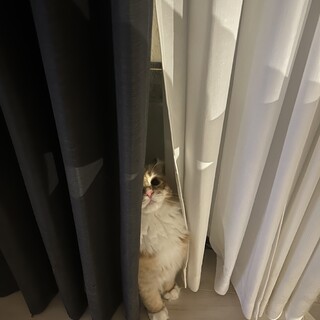 メインクーン2歳新しいお家探しています！