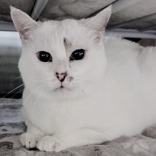 �f�J�灕�{�f�B�����́����O�ѕ��H�傿���