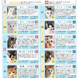 1月18日｛保護猫譲渡会｝参加猫一覧